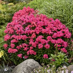 Phlox paniculata Glamour Girl PP25778